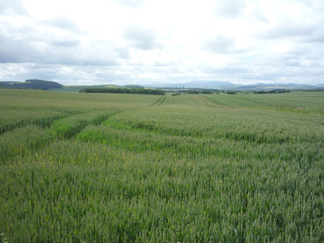 Crop field west of Duddo
