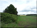 Hedgerow and woodland near Greenlaw Walls