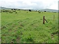 NY3138 : Black cattle grazing on the south side of The Street by Christine Johnstone