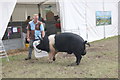 SJ7177 : Saddleback Pig at the Royal Cheshire County Show by Jeff Buck