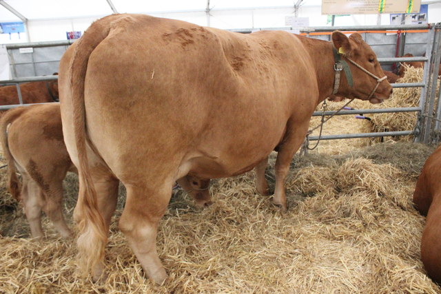 South Devon Cow at the Royal Cheshire Show