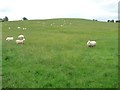 Sheep field with a low summit, north-east of Bronhafod