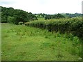 SO0998 : Stockproof hedge, sheep field, north-west of Tregynon by Christine Johnstone
