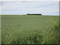 View towards Staveley Wold