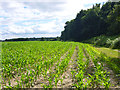 Field of maize by Oliver