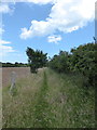 Footpath in Hollesley