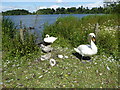 At the Mere, Ellesmere