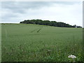 Crop field towards woodland