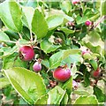 Polgoon apple orchard