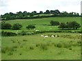 Sheep fields, south of Birch House