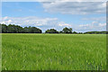 Cereal crop off Brook Street, Colne Engaine