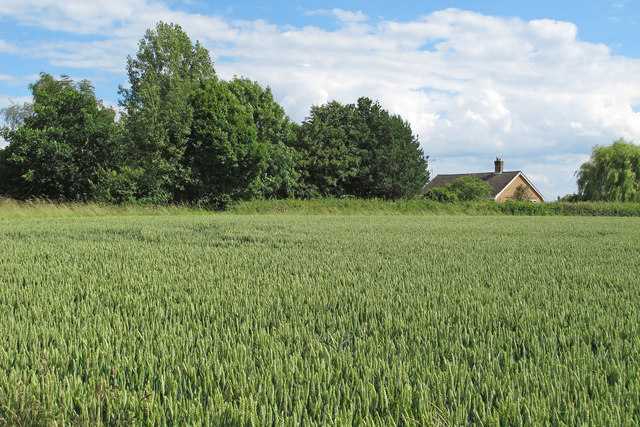 Wheat crop near Cricks Farm, Pebmarsh