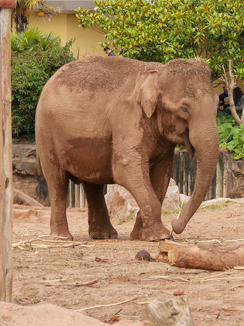 Asian Elephant at Chester Zoo © David Dixon cc-by-sa/2.0 :: Geograph