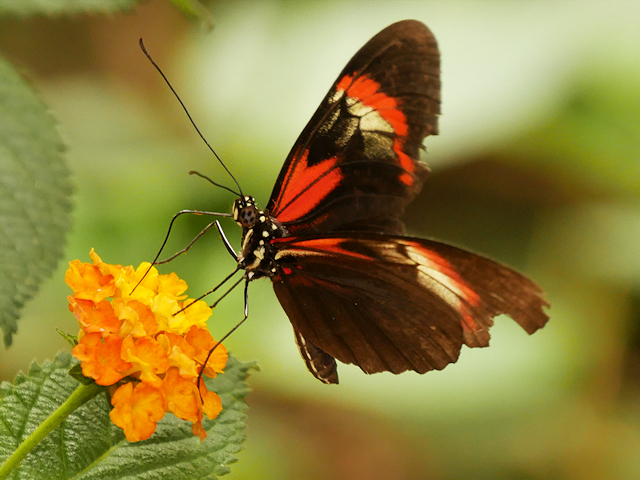 Chester Zoo, Inside the Butterfly House © David Dixon cc-by-sa/2.0 ...