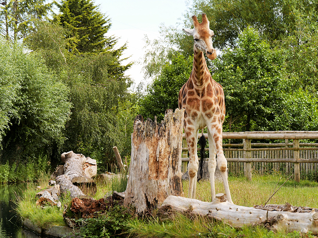 Chester Zoo Giraffe Enclosure © David Dixon cc-by-sa/2.0 :: Geograph