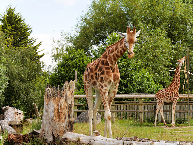 The Giraffe Paddock at Chester Zoo © David Dixon cc-by-sa/2.0