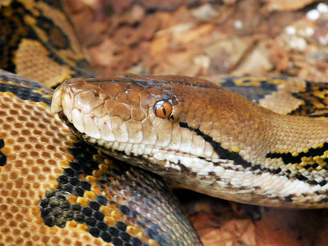 Reticulated Python, Chester Zoo