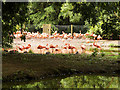 SJ4170 : Flamingos at Chester Zoo by David Dixon