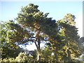 Trees on the corner of River Lane, Wrecclesham