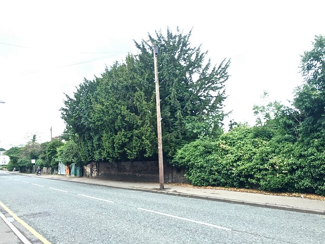 Yew trees overhanging a wall, London Road, Peterborough