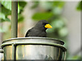 SJ4169 : Bird in a Tin by David Dixon