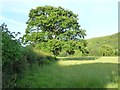 Tree on a field boundary below Moel Iart