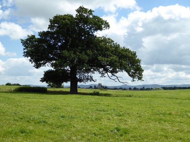 An oak tree and Tewkesbury Abbey