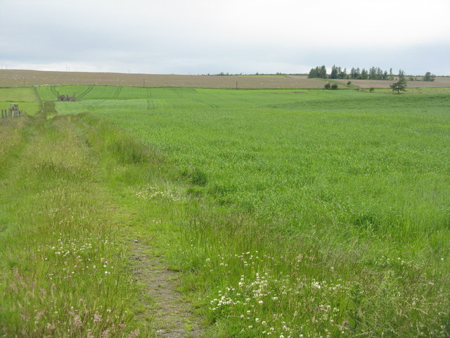 Barley field at Nether Falla