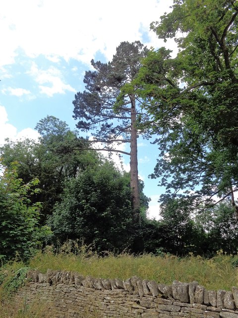 Tall Scots pine at Hailey on the B4022 near Witney