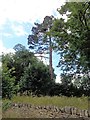 Tall Scots pine at Hailey on the B4022 near Witney