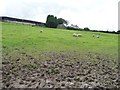 Sheep pasture below Pen y glog