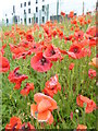 Poppies by the roadside in Porton Road