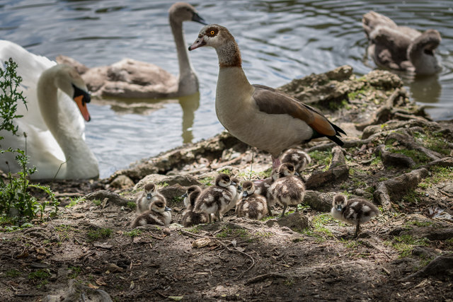 Egyptian Geese Grovelands Park Lake © Christine Matthews Geograph Britain And Ireland 