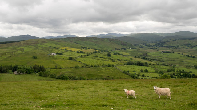 Sheep on slope of Little Mell Fell