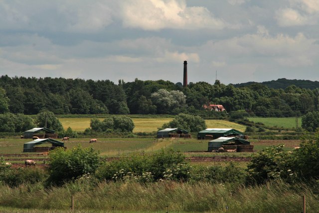 Pigs by the A614, with a view to Boughton Pumping Station chimney
