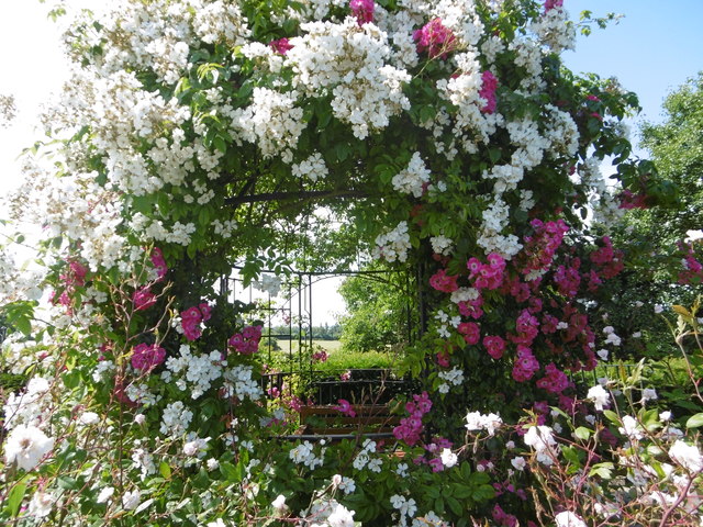 The Millennium Rose Garden at Mount Ephraim Gardens