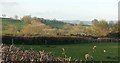 Sheep pasture, Furleigh Farm