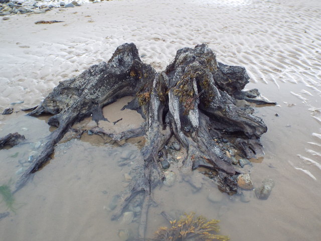 Exposed trunk and roots, Morfa Beach, Conwy