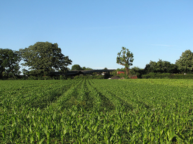A maize field at Windmill Farm