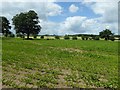 Farmland beside Home Farm