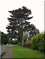 Pine tree on Stratford Road, Warwick