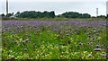 Lavender, Giddygate Lane, Melling