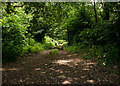 A track which leads into Powderham Old Plantation