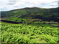 Vegetation beside the Bwlch to Penhelig road