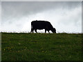 Grazing cow