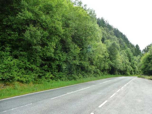Conifer plantation, north-east slopes of Llechwedd Du