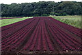 SD4221 : Salad farm, Taylor's Meanygate, Tarleton by Mike Pennington