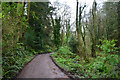 West Somerset : Woodland Path