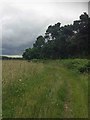 Bridleway through the Welbeck Estate