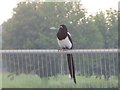 SU4886 : Magpie on the Fence by Bill Nicholls